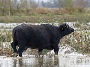 Europese Waterbuffel<br>European Water Buffalo