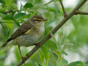 Fitis<br>Willow Warbler