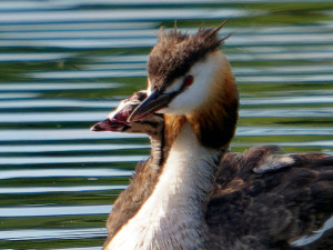 Fuut<br>Reat Crested Grebe