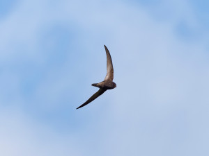 Gierzwaluw<br>Common swift 