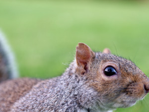 Grijze Eekhoorn<br>Eastern Gray Squirrel