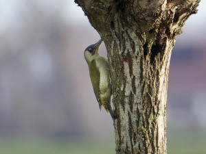 Groene Specht<br>Green Woodpecker 