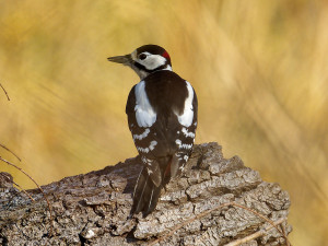 Grote Bonte Specht<br>Great Spotted Woodpecker