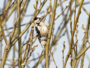 Kleine Bonte Specht<br>Lesser Spotted Woodpecker