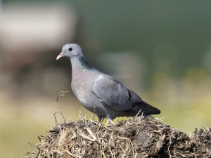 Holenduif<br>Stock Dove