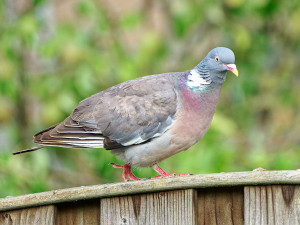 Houtduif<br>Common Wood Pigeon