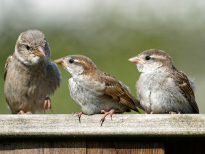 Huismus<br>House Sparrow 