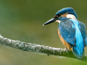 IJsvogel<br>Kingfisher