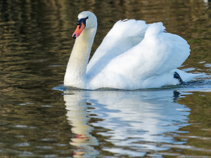 Knobbelzwaan<br>Mute Swan