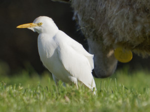 Koereiger<br>Cattle Egret