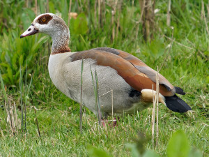 Nijlgans<br>Egyptian Goose