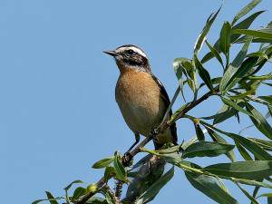 Paapje<br>Whinchat