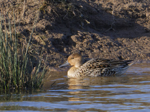 Pijlstaart<br>Northern Pintail
