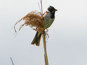 Rietgors<br>Reed Bunting