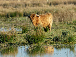 Schotse Hooglander<br>Highland Cow