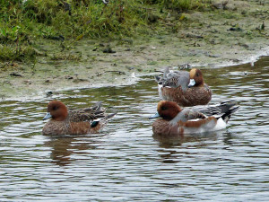Smient<br>Wigeon