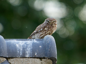 Steenuil<br>Little Owl