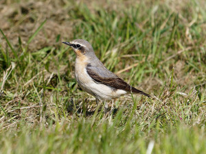 Tapuit<br>Northern Wheatear