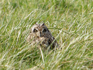 Velduil<br>Short-Eared Owl