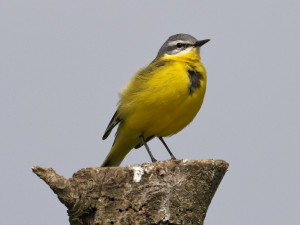 Kwikstaart<br>Wagtail