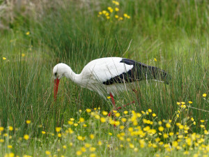 Witte Ooievaar<br>White Stork
