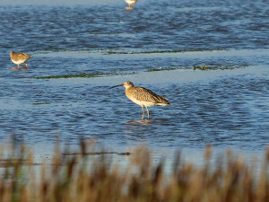 Wulp<br>Curlew