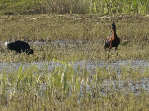 Zwarte Ibis<br>Glossy Ibis