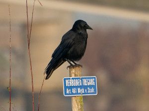 Zwarte Kraai<br>Black Crow