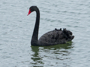 Zwarte Zwaan<br>Black Swan